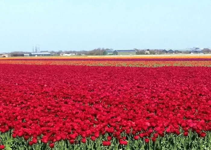 In Hébergement de vacances Julianadorp